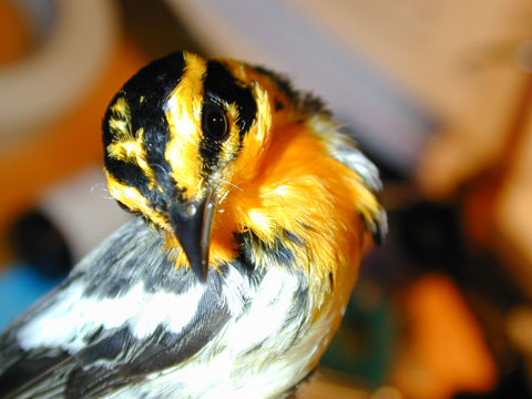 Blackburnian Warbler