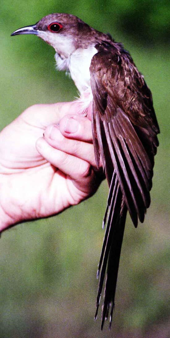 Black Billed Cuckoo