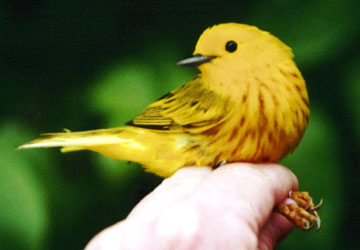 Yellow Warbler